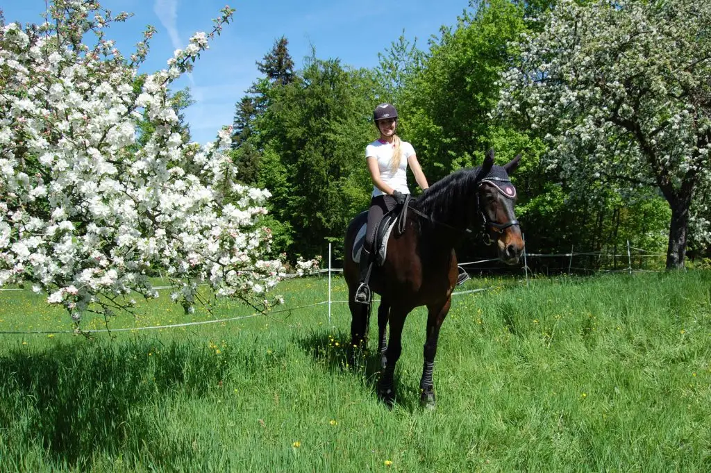 Reiten_in_pforzheim-wuerm